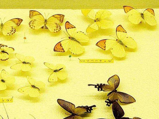 Motobu Municipal Museum